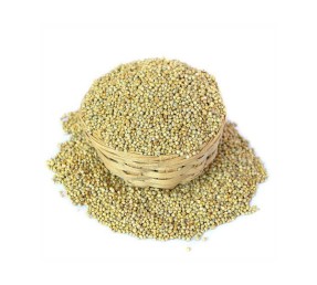 Bajra - Pearl Millet